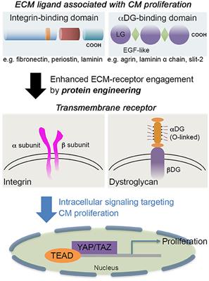 Engineering Extracellular Matrix Proteins to Enhance Cardiac Regeneration After Myocardial Infarction